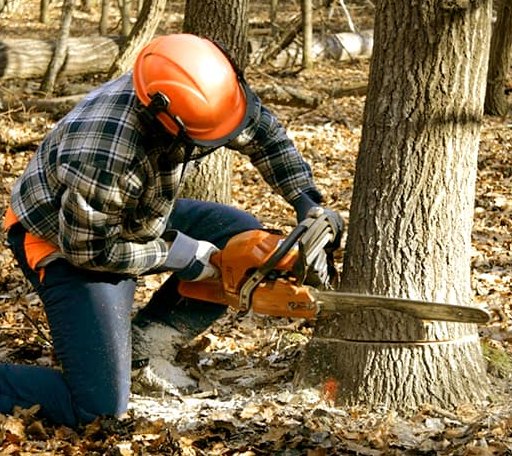 Tree Removal in Marlin, TX